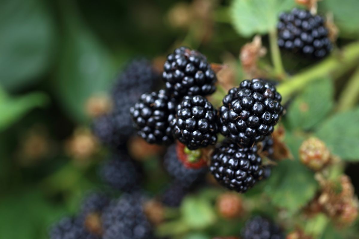 Growing blackberry. Harvest