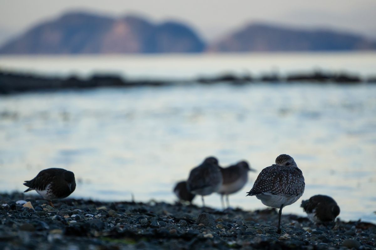 Wild birds at a rocky shore of Port Hardy in Vancouver Island, British Columbia, Canada.