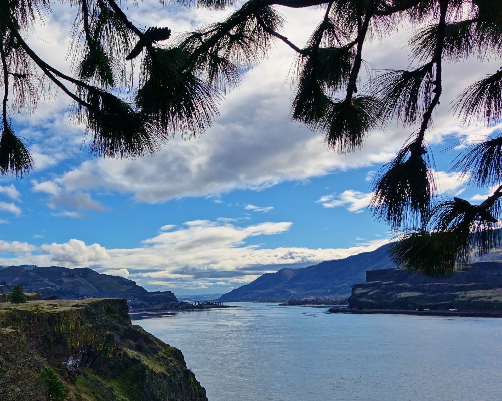 Beautiful view of the Columbia River Gorge with overhanging tree branches at top of frame and a blue sky with white clouds. Picture taken on Washington state side of the Columbia River looking east.